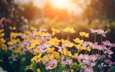 Spoken Latin: Cicero’s story about gardens and deceit