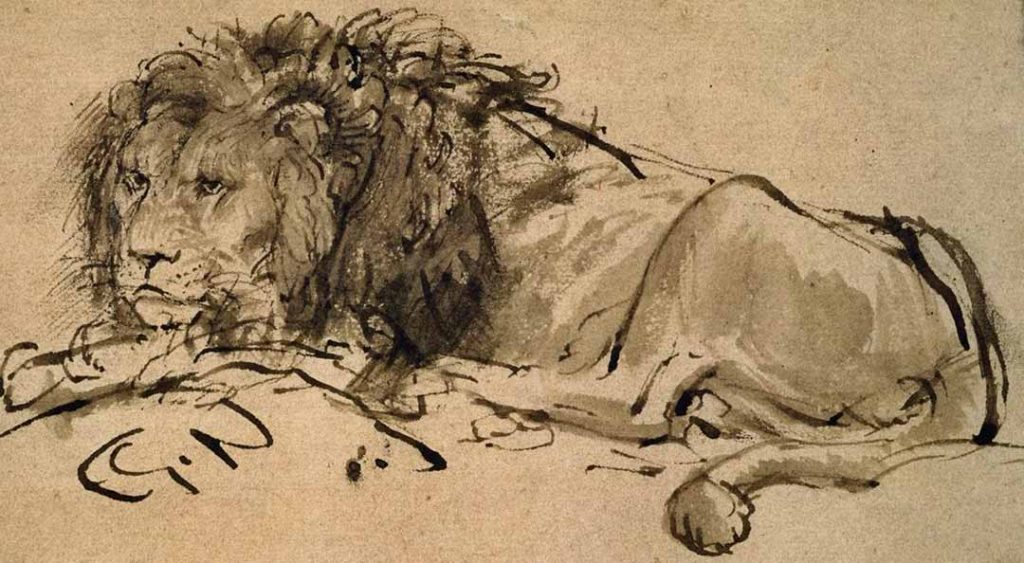 Sketch of a grown male lion lying down, by Rembrandt.