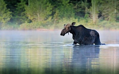 Six Strange Stories in Latin About Moose