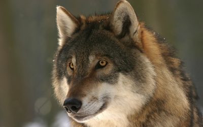 Auribus Teneo Lupum: Why Emperor Tiberius and President Thomas Jefferson Both Held a Wolf by the Ears